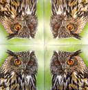 116 Owls - ply - Kalamazoo - CS - 24x24cm